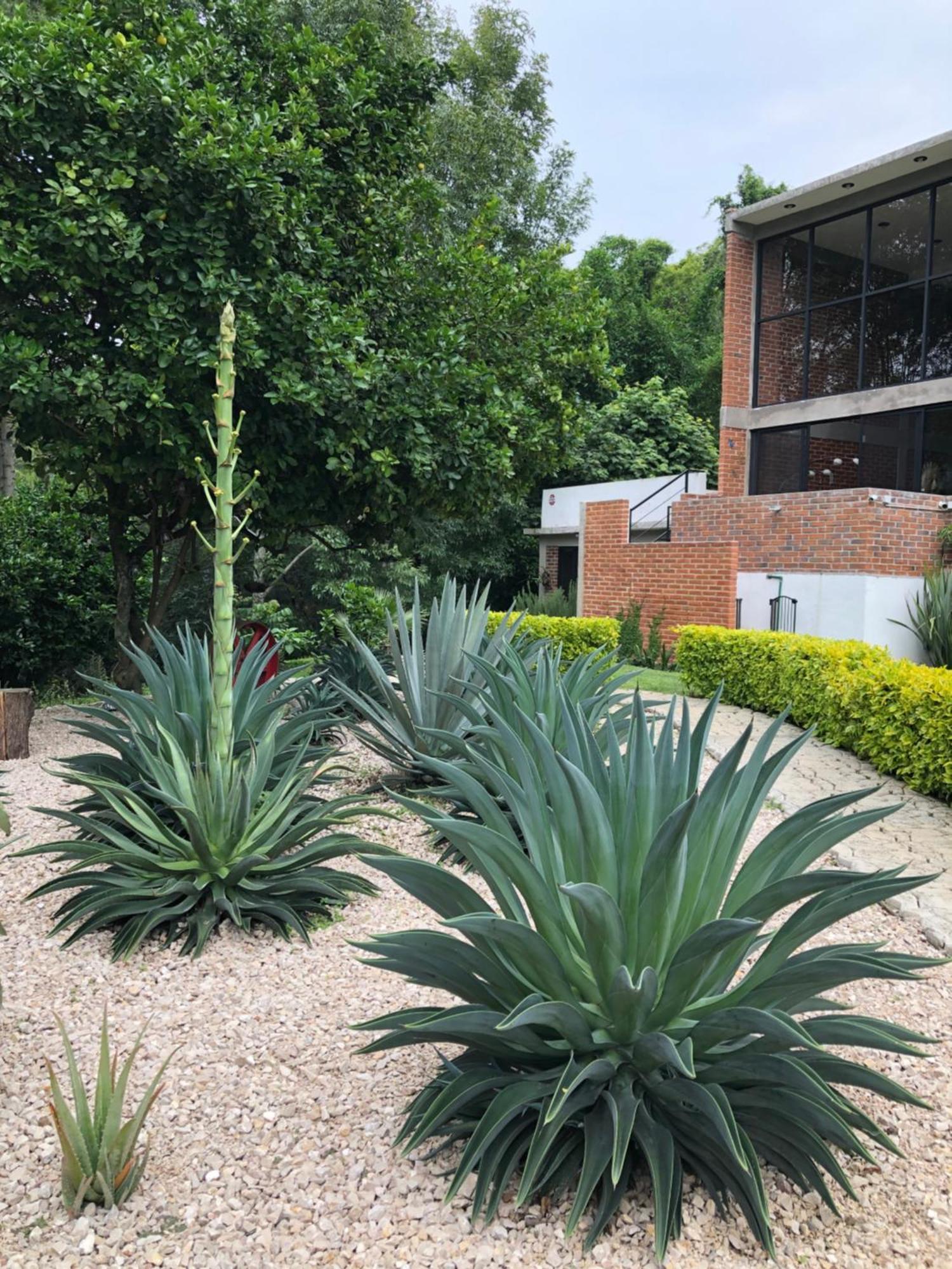 Las Orquideas Vila Tepoztlán Exterior foto